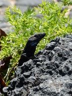 Wild grey lizard on a rock