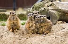 group of meerkats in zoo