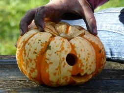 dirty hand on curly gourd