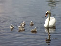 cute swan family on the water