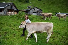 child walking with little cow by green grass