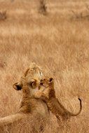 lion and baby