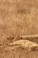 lion family in wildlife