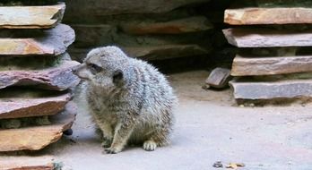 grey meerkat in zoo