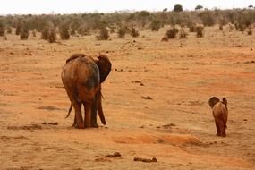 elephant and baby elephant in Kenya