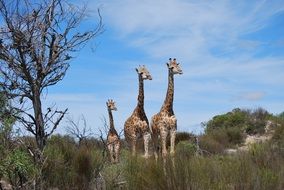 three giraffes in South Africa