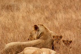 wild lion family in Kenya