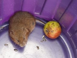 cute water mouse and apple