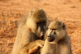 monkeys couple