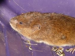 Vole near the water