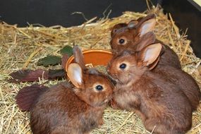 cute gray rabbit family