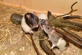 rats family branches
