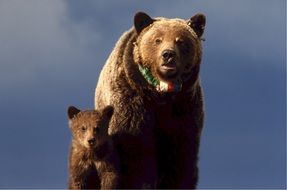 grizzly bear with a little bear against the blue sky