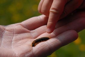 caterpillar in child's hand