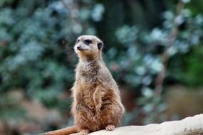 sitting brown marmot at green blurred background