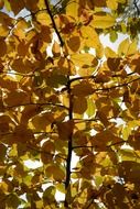yellow beech leaves