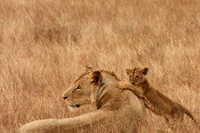 lioness with baby