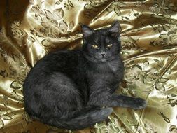 portrait of grey cat on a Golden blanket