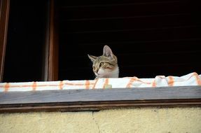 head of cat looking from balcony