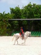 white horse with rider