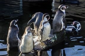 penguins in the water