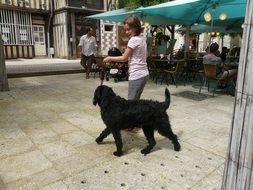 black labradoodle