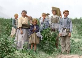 harvest pickers on a field