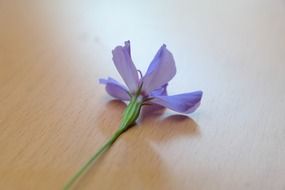 sky rose on the table