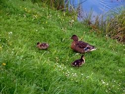 mother ducks with two chicks