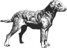 dog retriever as a drawing