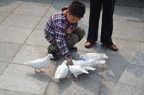 boy feed white doves outdoors