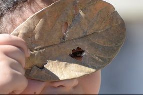 view through a dry leaf