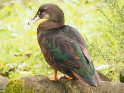 young duck stands on stone, taiwan, taipei, daan park