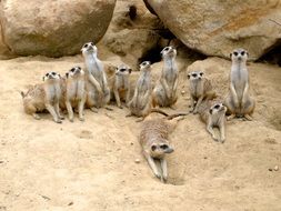 meerkat family in the zoo