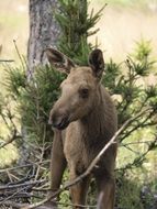 moose calf