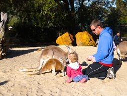 dad and daughter are feeding a kangaroo