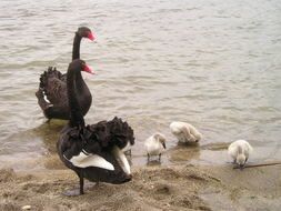 black swan family by the lake