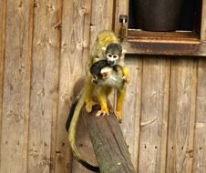 monkey mother and child of the genus capuchins