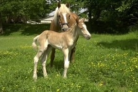 haflinger horses
