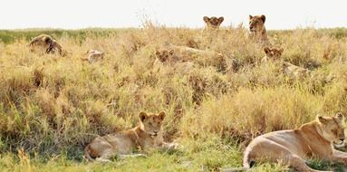 wild lions lie in the grass