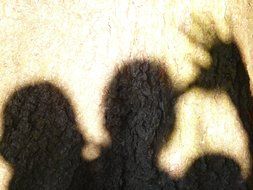 Human shadows on a wall