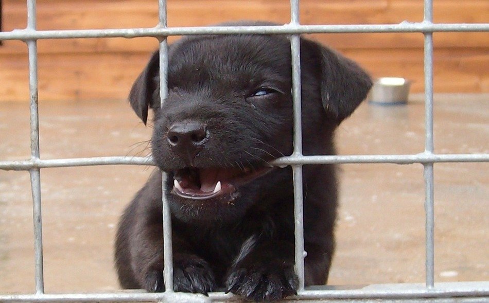 insanely beautiful black dog biting the fence