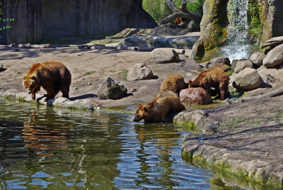 family of bears near the lake