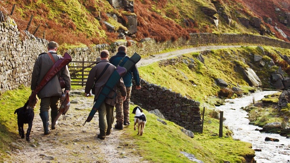 back view of dogs and hunters with shotguns carrying in their hands pheasants