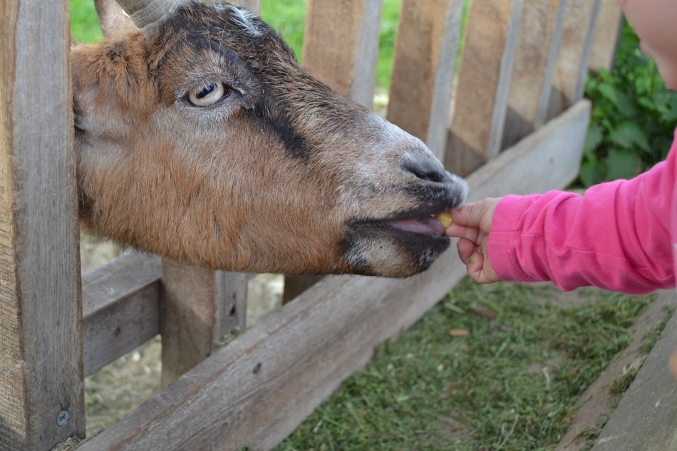 the child feeds the goat