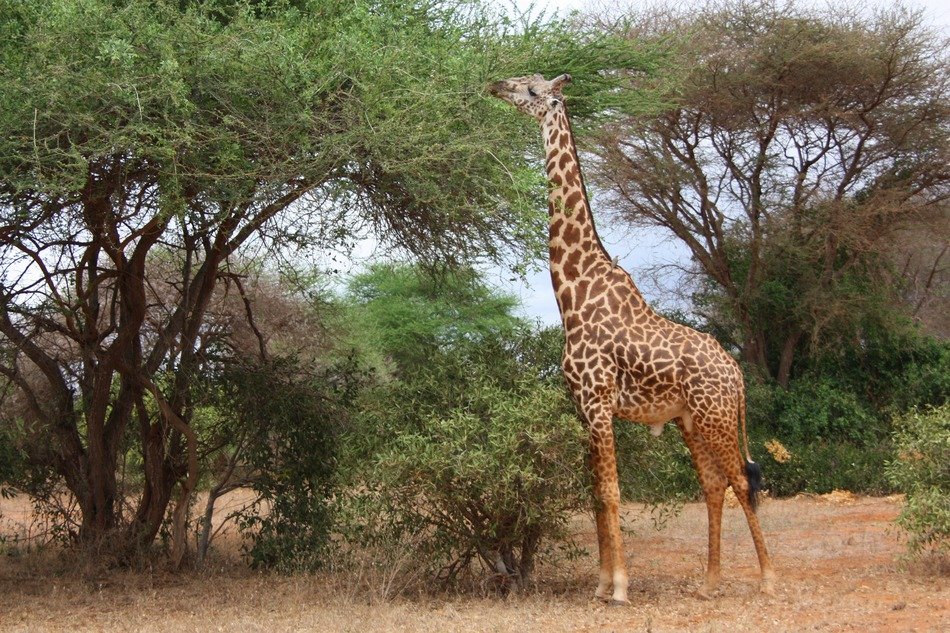 insanely beautiful giraffe in safari