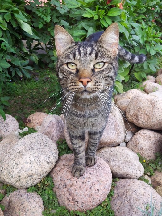 Cat on the stones
