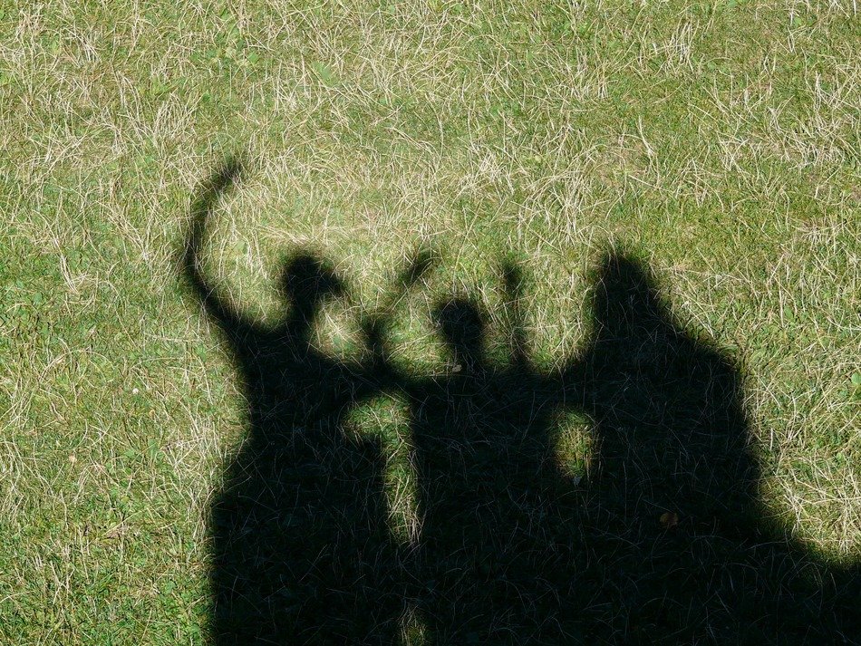 shadow play on green grass