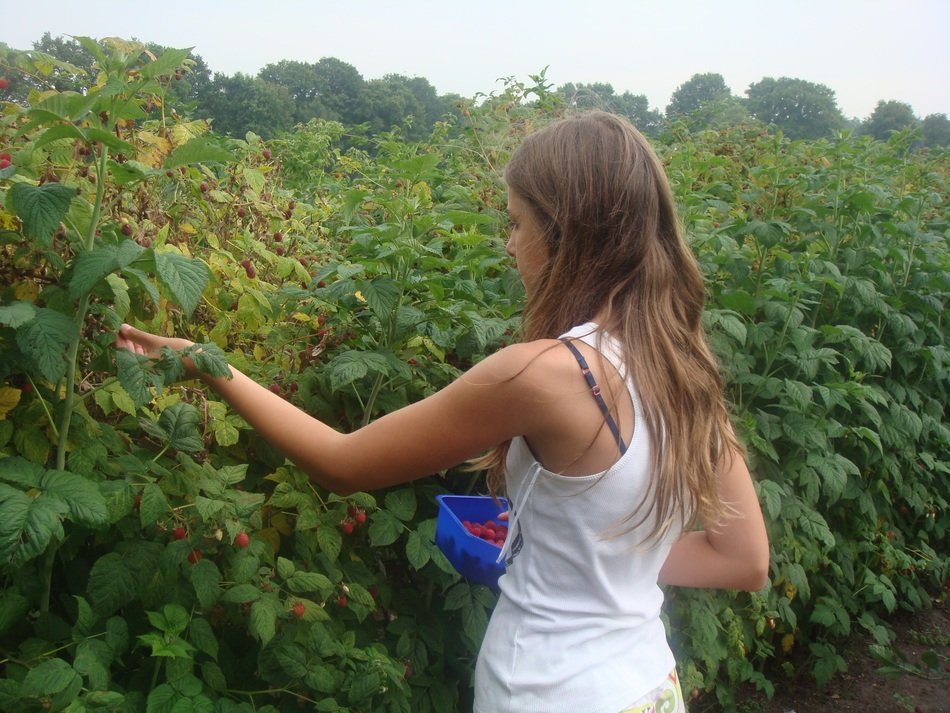 girl picking berries