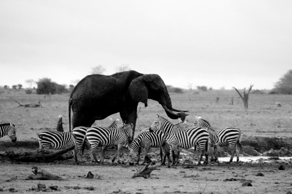 elephant and zebras at a waterhole